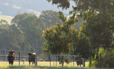 Neighbour's cattle - late afternoon 