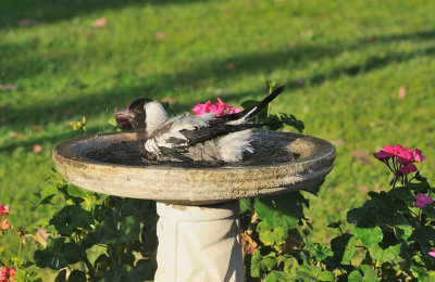 Magpie youngster now right at home in the bird bath.