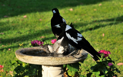 Magpie youngster with parents - making sure water isn't too deep.
