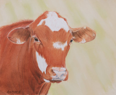 Red steer - pastel pencil - Art Spectrum Colourfix paper