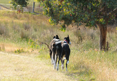 Trip & Maggie on a quiet morning walk, Maggie always on the lookout for rabbits.