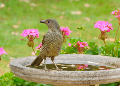 Female Bower Bird 