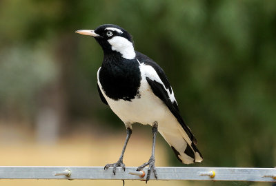 Mudlark male - also known as Peewee, Magpie Lark, Little Magpie