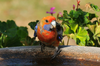 Crimson Rosella - through the window.