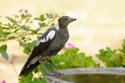 Last Spring's baby Magpie, still begging food from the three adults. 