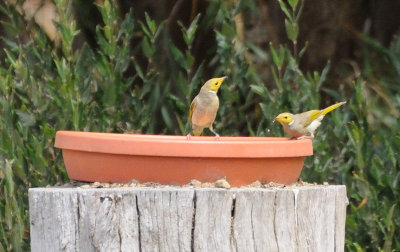 White Plumed Honeyeater 