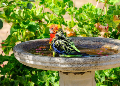 Male juvenile Eastern Rosella