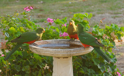 Juvenile King Parrots - through the window.