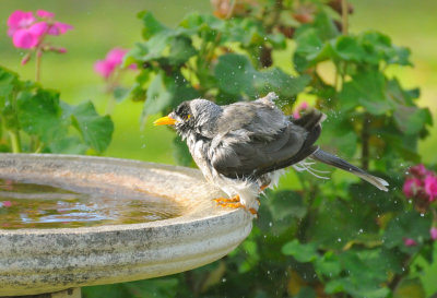 Noisy Miner - on a fine and chilly day - through the windowl