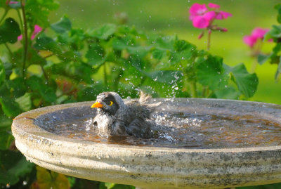 Noisy Miner on a fine and chilly day - through the window.