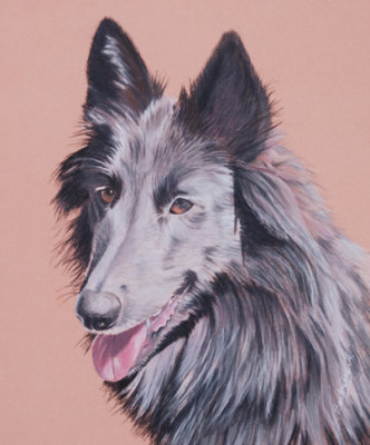 Commission for Belgian Shepherd Rescue Group - Queensland. Pastel pencil on Pastel Mat