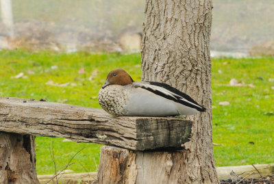 Mr. Wood Duck taking some time out.