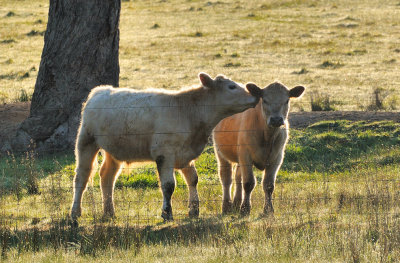 Charolais/Angus cross steers