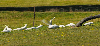 Part of a large flock of Cockatoos that were enjoying grubbing in the grass