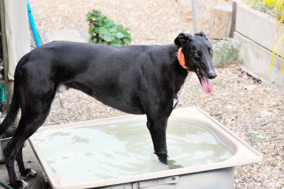 Ace cooling down after a sprint around the yard.