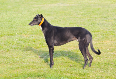 Ace - there's something special about big black Greyhounds.