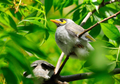 Noisy Miner baby, its sibling didn't want to face the camera - local Honey Eaters in our area.