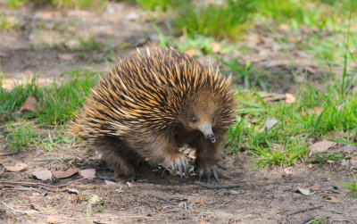 Echidna or Spiny Anteater - long claws for digging up ants.