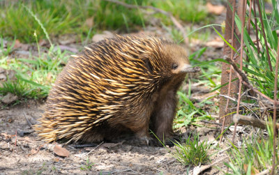 Echidna or Spiny anteater - it's caught my scent on the light breeze.
