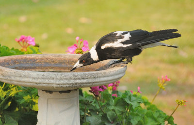 Magpie taking an afternoon drink - it's been extremely warm to-day.