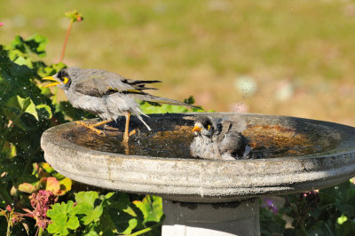 Noisy Miners babies taking a bath - Honey eaters local to our area.
