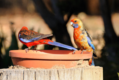 Crimson Rosellas 