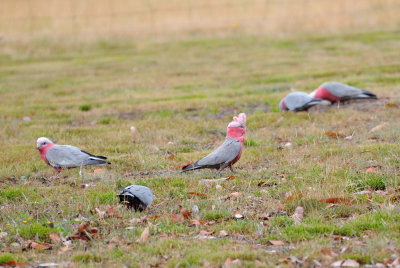 Part of a small flock of adult and juvenile Galahs.