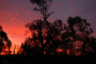Sunset - looking South West. Showing where the top of the tree was ripped out by the storm.