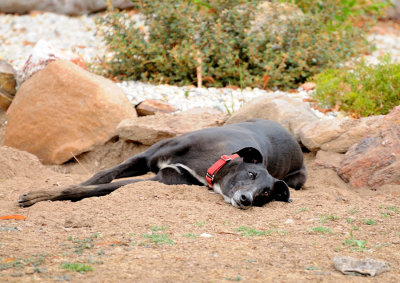 Ace relaxing in the doggy excavation site that he'd help enlarge!