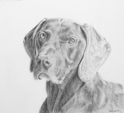 Bonny German Short Haired Pointer - a commission - graphite on Arches Aquarelle paper