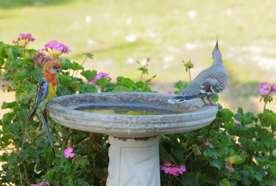 Juvenile Eastern Rosella & Crested Pigeon - they decided not to bathe together.