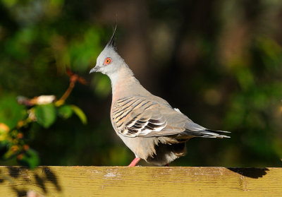 Crested or Topknot Pigeon 