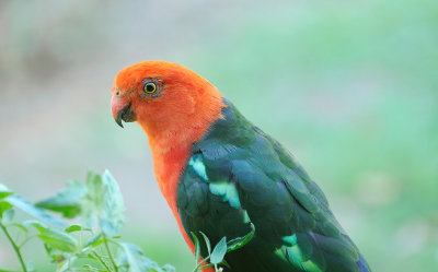 Adult King Parrot - taken through the window as it checked out the green tomatoes.