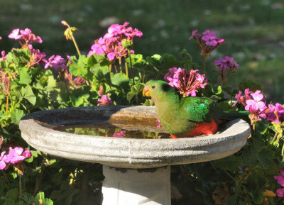 Juvenile King Parrot - through the window.