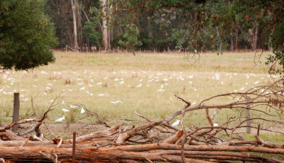 Sulphur Crested Cockatoos -about one third of the number of a large flock that arrived one morning. 