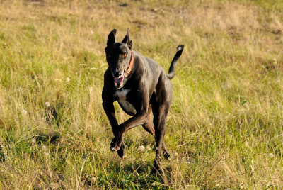 Ace enjoying being able to run free.