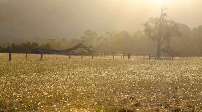 Dandelion fluff balls in the last of the sunlight.