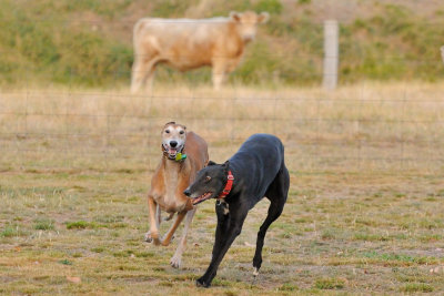 Ace and our holiday guest, Fern, enjoying some fast fun time together.