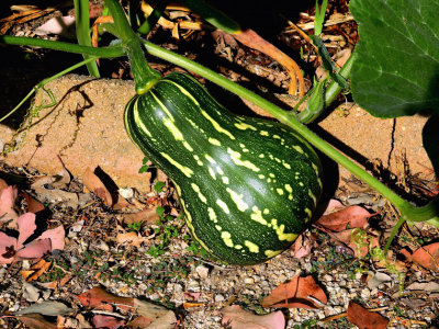 Self sown Pumpkin un my garden