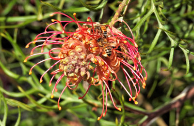 Grevillea in the garden - I think it's Coconut Ice variety.