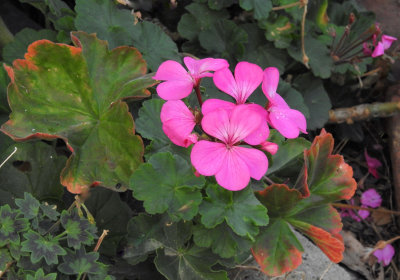 A different pink Geranium/Pelargonium
