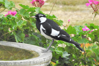 Male Mudlark/ Peewee/Magpie Lark - taken through the window