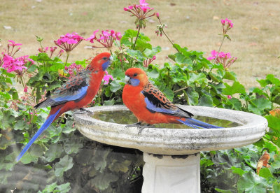 Crimson Rosellas - through the window.