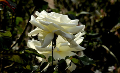 White Rose in my garden.