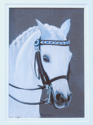 White pony 6 x 4 - pastel pencil on Pastelmat