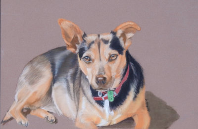 My friend Betty's Millie, a very lucky little rescue dog, so perfect for her. Pastel pencil, on Clairefontaine Pastelmat