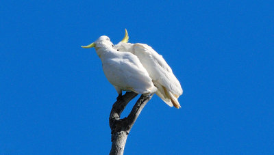 Pair of Sulphur-crested Cockatoos.
