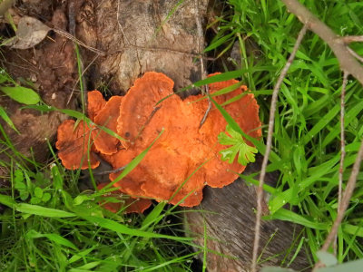 Orange fungi 