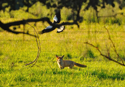 Fox chased by one of the resident Magpies as it moved through its territory.