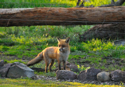 Fox - returning for Seconds after he'd just caught a Calicivirus affected rabbit half an hour previous. 